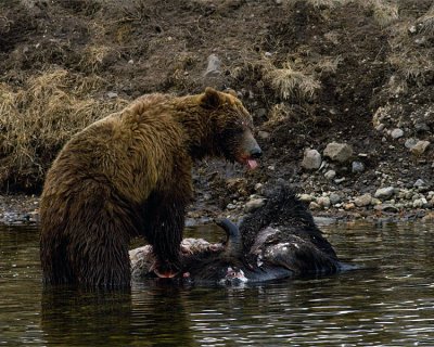 Second Grizzly at LeHardy Rapids Sticking Out his Tongue.jpg