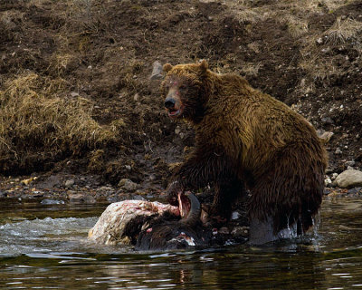 Second Grizzly on the Bison Carcass at LeHardy Rapids.jpg