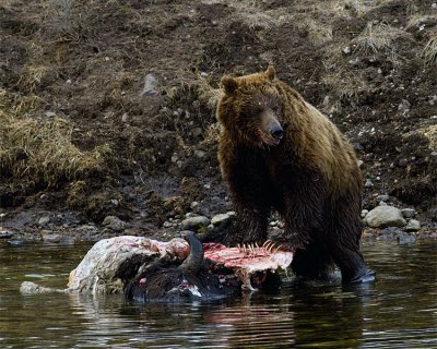 Second Grizzly Over Open Bison Carcass at LeHardy Rapids.jpg