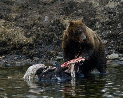 Second Grizzly at LeHardy Rapids Checking His Surroundings.jpg