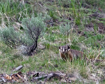 Badger by Yellowstone Picnic Area.jpg