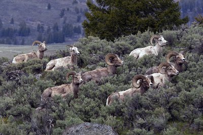 Bighorn Rams on the Hill by Wrecker Pullout.jpg