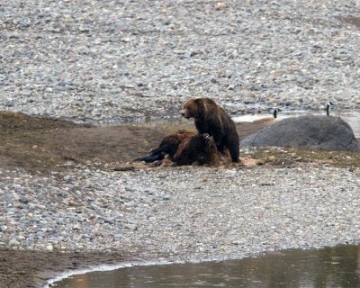 Grizzly in Lamar Canyon on the Bison Carcass.jpg