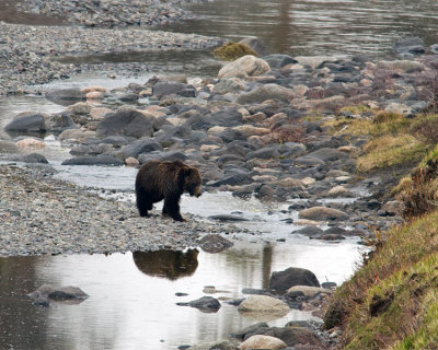 Grizzly in Lamar Canyon Crossing the River.jpg