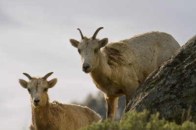 Two Bighorn Ewes Above Yellowstone Picnic Area.jpg