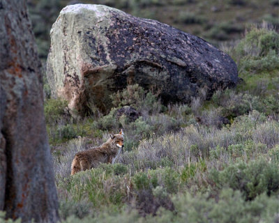 Coyote in the Rocks in Little America.jpg