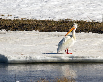 Pelican Creek.jpg