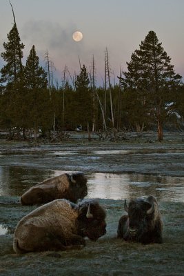 Moon Over the Recumbant Bison at Norris Junction.jpg