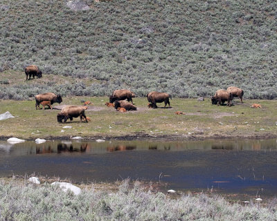 Bison with Calves at the Ponds.jpg