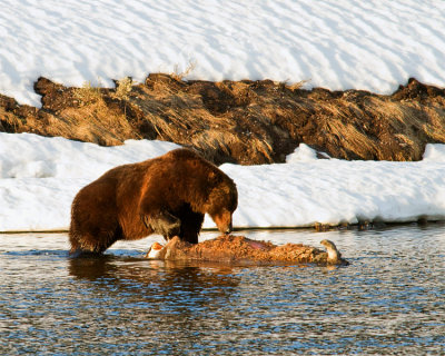 Grizzly Boar on a Bison Carcass at LeHardy Rapids.jpg