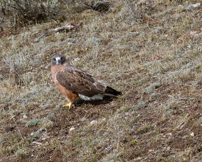 Red Tail Hawk on the Hillside in the Hayden Valley.jpg