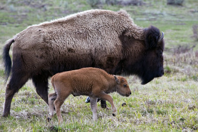 Bison Calf with Mom in the Lamar.jpg