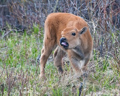 Bison Calf Sticking His Tongue Out.jpg