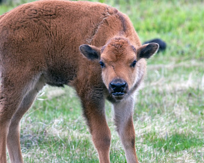 Bison Calf with His Back Up.jpg