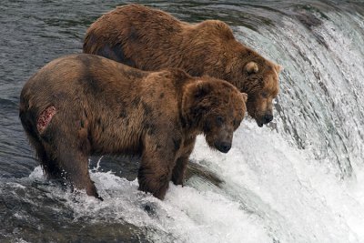 Two Bears Watching for Salmon.jpg