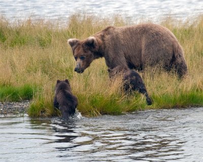 Cubs Climbing Out to Join Momma on the Shore.jpg