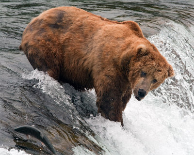 Bear at the Falls Looking Back at Salmon.jpg