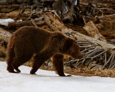 Grizzly at Obsidian Creek on the Snow.jpg