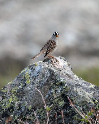 White Crowned Sparrow on a Rock.jpg