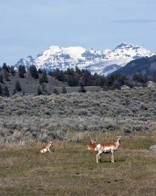 Pronghorn Landscape.jpg