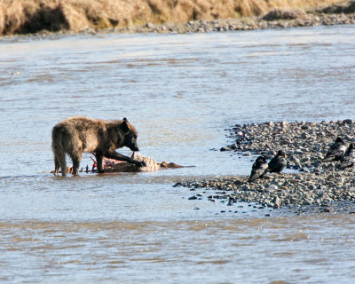 Wolf on a carcass in the Lamar River.jpg