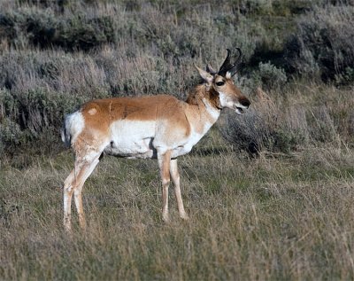 Pronghorn.jpg
