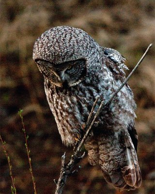 Great Grey Owl Perched Looking Down.jpg