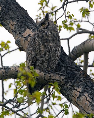 Great Horned Owl on a Branch.jpg