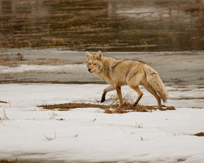 Coyote Near Canyon Junction.jpg