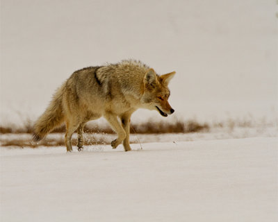 Coyote in the Snow Near Canyon.jpg