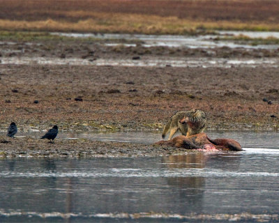 Grey Canyon Female on Alum Creek.jpg