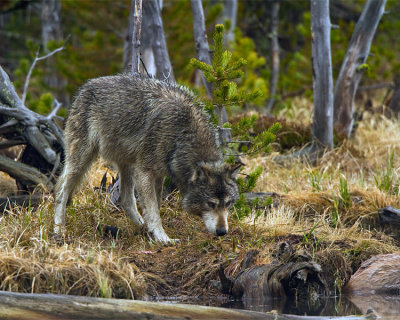 Grey Wolf at North Twin Lake.jpg