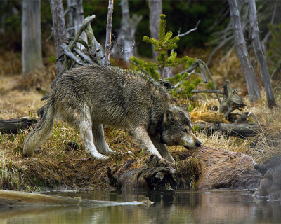 Grey Wolf Chewing on a Carcass at North Twin Lake.jpg