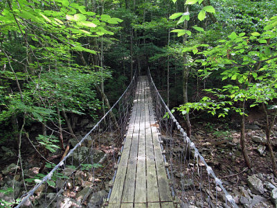 Bridge Through the Trees.jpg