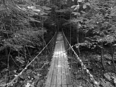 Bridge Through the Trees Black and White.jpg