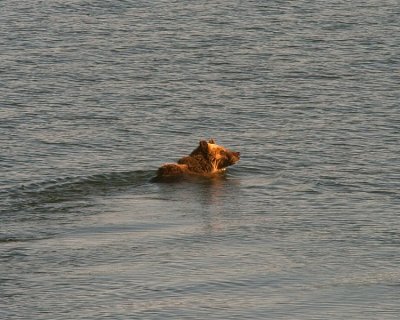 Grizzly in the Lake.jpg