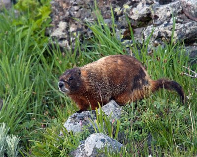 Marmot in the Grass.jpg