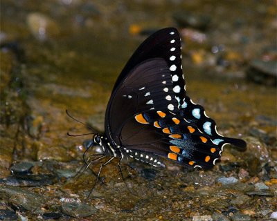 Butterfly in Cades Cove.jpg