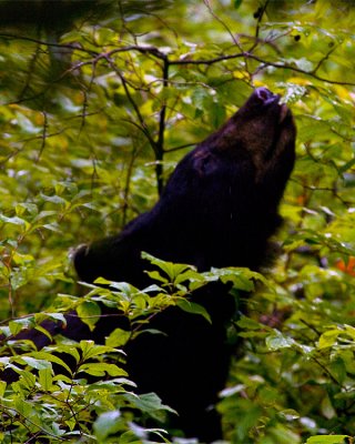 Black Bear Chewing on Leaves.jpg