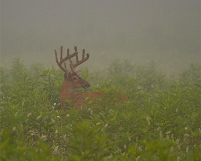 Whitetail in the mist.jpg