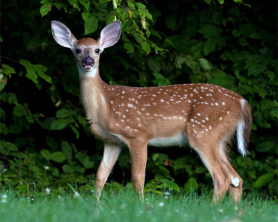 Fawn Sticking His Tongue Out.jpg