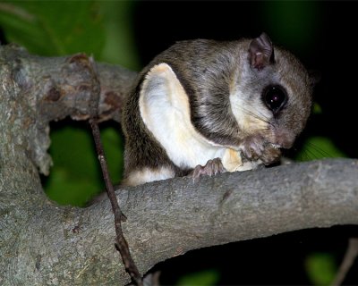 Southern Flying Squirrel on a Branch.jpg