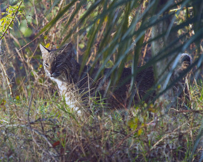 Bobcat in the Brush.jpg