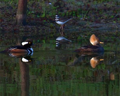 Ducks at St Paul.jpg