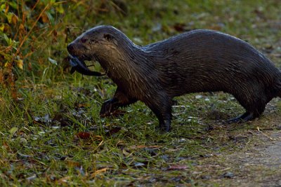 Otter with Fish.jpg