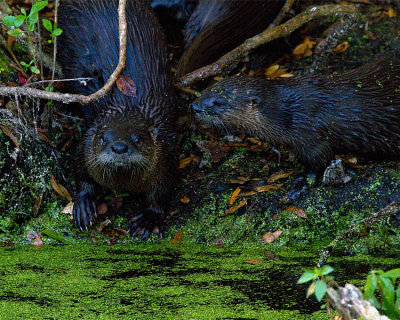 Two Otters on Alligator Alley.jpg