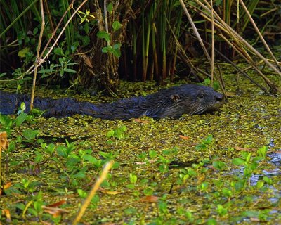 Otter in the Canal.jpg