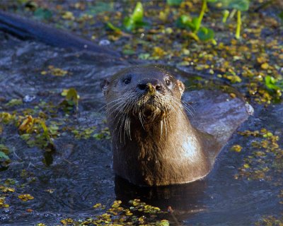 Otter in the Canal 2.jpg