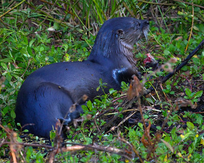 Otter Eating in the Weeds.jpg