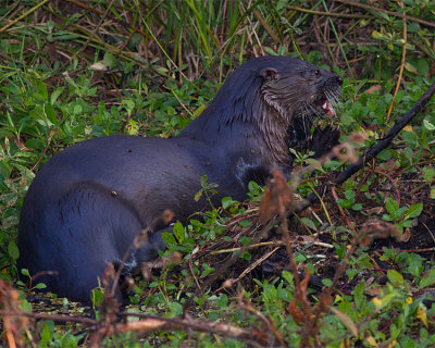 Otter Eating in the Weeds 2.jpg